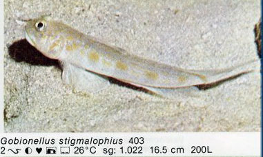 Gobionellus stigmalophius